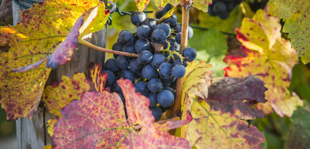 Mundelsheimer Weine